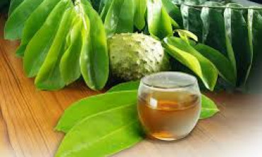 Manfaat Rebusan Daun sirsak untu kelenjar