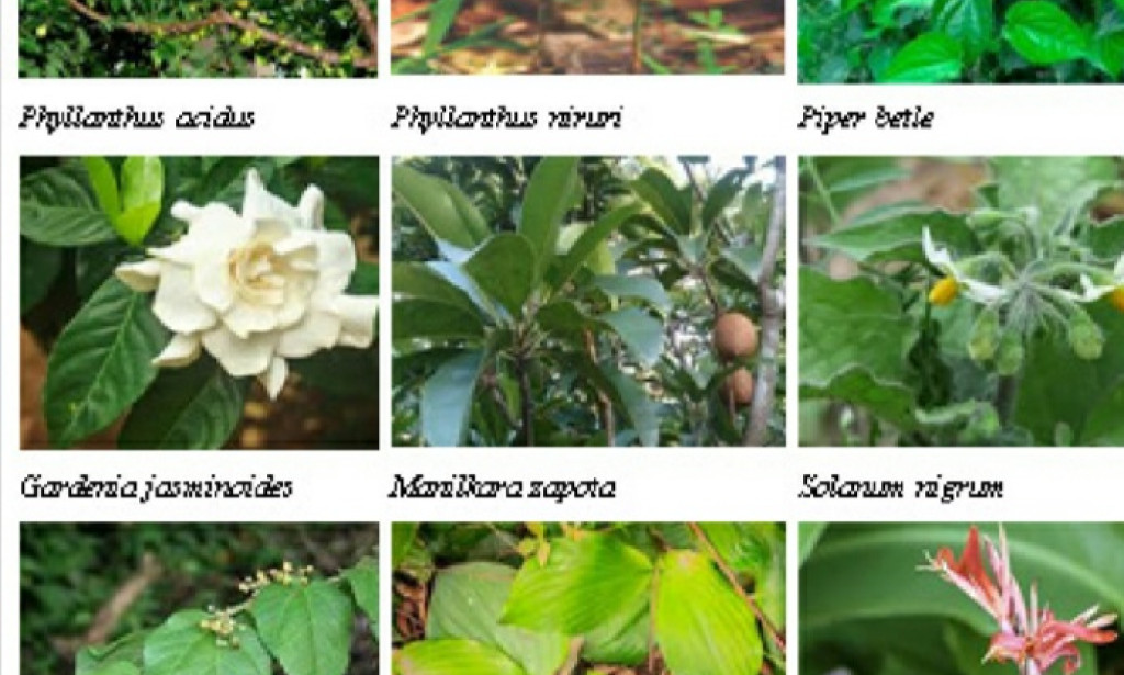 TUMBUHAN YANG KAYA MANFAAT BAGI TUBUH