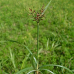 Manfaat Tumbuhan Liar Rumput Teki/ Suket Teki