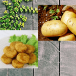 Rahasia Pergedel Kentang Garing di Luar, Lembut di Dalam