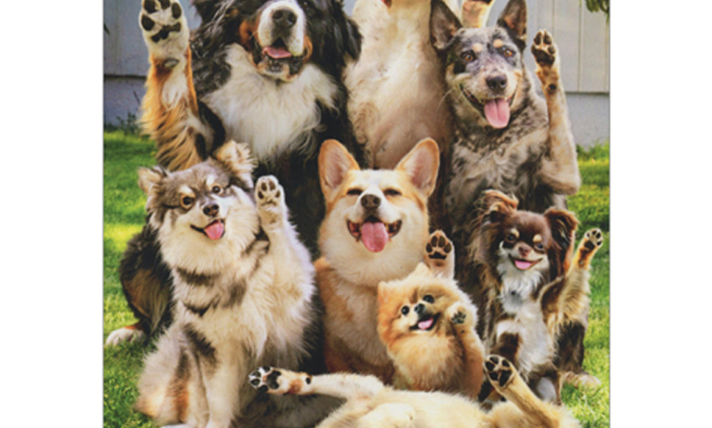 “Apa Kata Anjingmu Hari Ini? Yuk, kenali beberapa Bahasa Tubuh anabulmu Sekarang!”