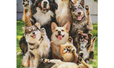 “Apa Kata Anjingmu Hari Ini? Yuk, kenali beberapa Bahasa Tubuh anabulmu Sekarang!”