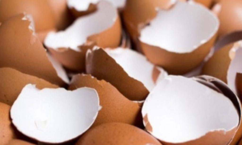 Pembersih ekonomis dari cangkang telur