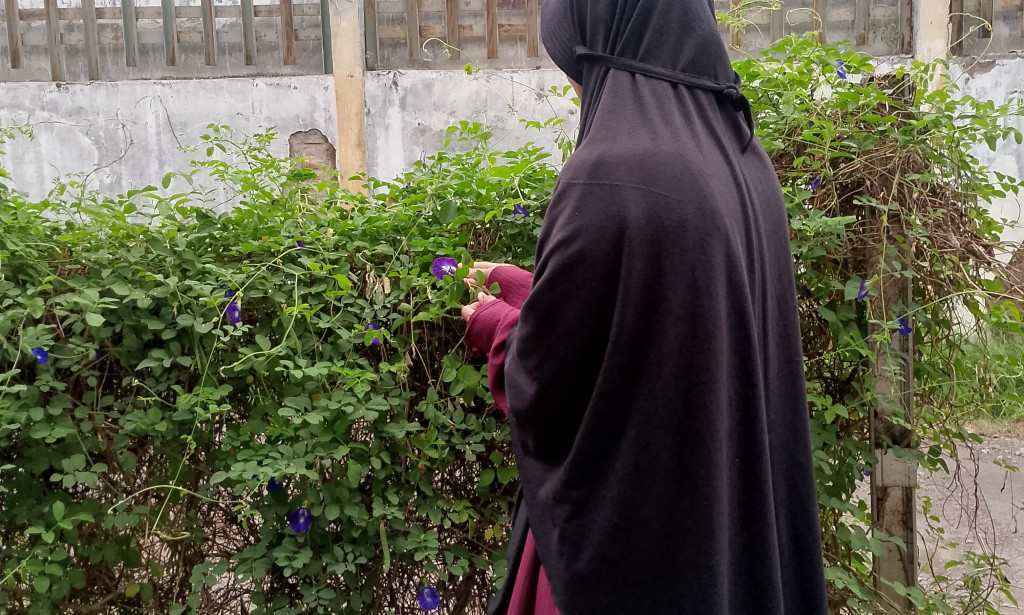 Es Lilin Bunga Telang dari Hobi Menanam