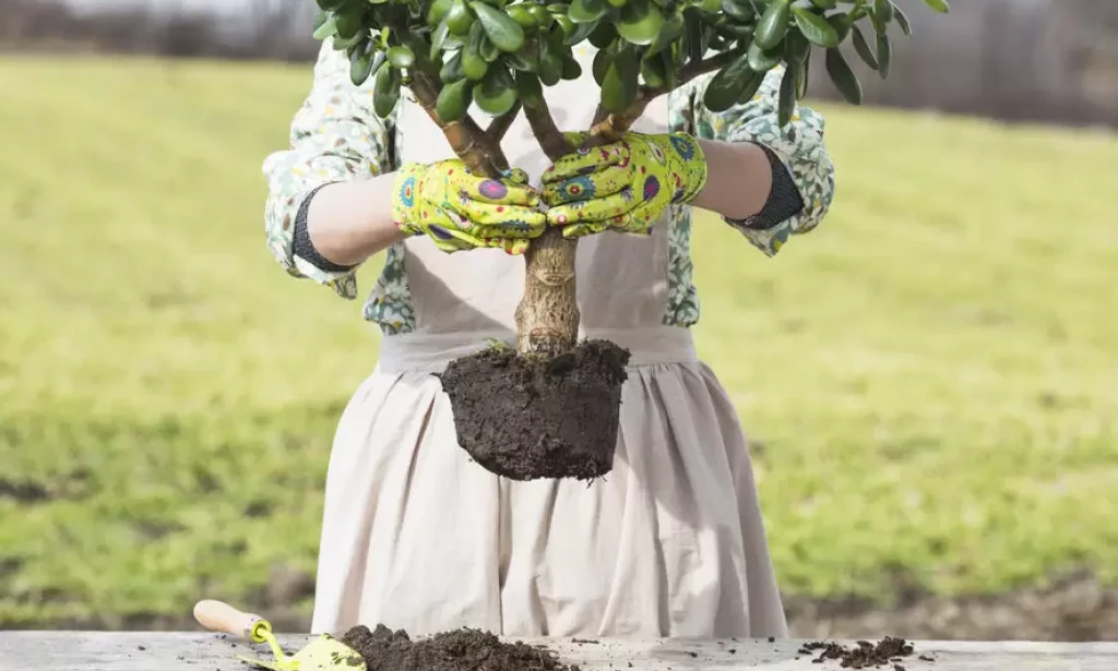 5 Daftar Tanaman yang Bisa Mengurangi Risiko Banjir
