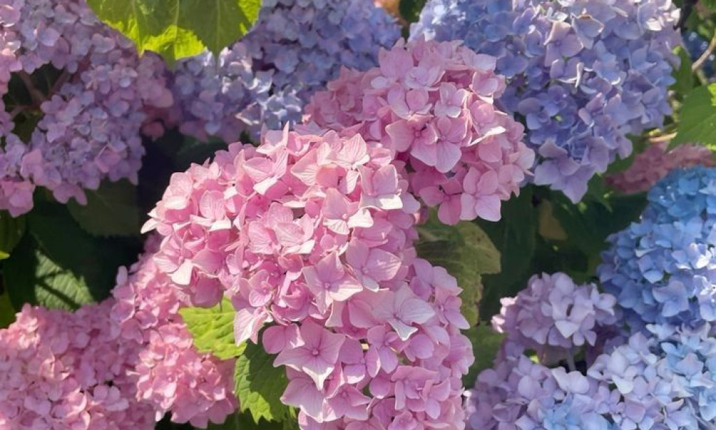 Ajaib! 5 Tanaman Ini Bisa Mengubah Warna